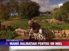 Mama dalmatian pentru un miel