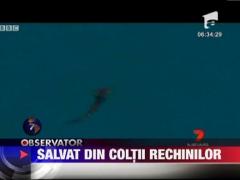 Un barbat a fost salvat din coltii rechinilor in Australia