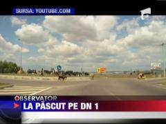 Un barbat si-a dus vacile la pascut intr-un sens giratoriu de la marginea Ploiestiului