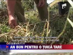Tuica va fi buna si tare in acest an!