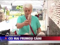 Concurs de frumusete canina, la Alba Iulia
