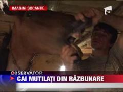 SOCANT! Cai mutilati din razbunare