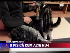 Cea mai simpatica pisica din lume