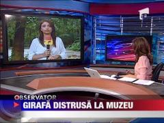 Politia cauta indivizii care au distrus girafa din fata muzeului Antipa