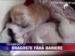 Absolut adorabili! Un catel si o pisica dorm impreuna