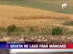 Seceta ne lasa fara mancare