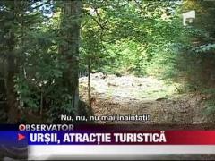 O noua atractie turistica: observarea ursului in habitatul lui natural