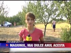 Magiunul, mai dulce anul acesta