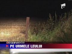 Alerta intr-o localitate din Marea Britanie, dupa ce un leu a evadat de la un circ