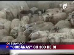 Doi romani din Italia au furat 300 de oi