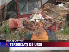 Un urs infometat si-a facut de cap intr-o comuna harghiteana