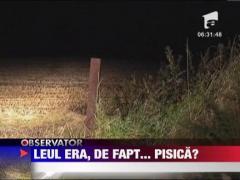 Localitate terorizata de o pisica