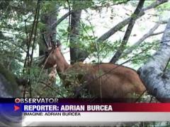 Caprele negre din Bucegi intampina turistii pe poteci