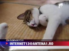 Funny pe internet: un papagal provoaca o pisica