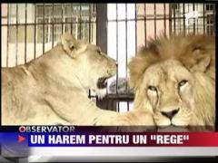 Harem pentru un leu de la Zoo