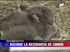 Motiv de bucurie la rezervatia de zimbri din Hateg