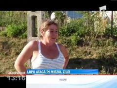 Haitele de lupi ataca cartierele de la marginea orasului Anina