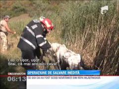 Pompierii ieseni au salvat doi cai dintr-o mlastina