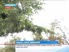 O pisica a creat panica in fata resedintei ambasadorului Statelor Unite