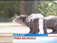 Absolut adorabili! Prima baie a unor pui de vidre