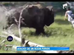 Turisti inconstienti atacati de un bizon!