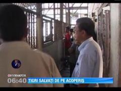 Politia din Thailanda a gasit 6 tigri pe acoperisul unei case dintr-o suburbie a orasului Bangkok