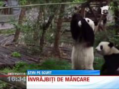 Doi ursi Panda s-au luat la tranta pentru un fruct