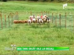 Cea mai rapida oaie din lume