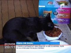 O pisica a supravietuit unui drum de 10 ore cu avionul, dupa ce s-a strecurat in valiza stapanei