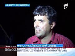 Ursul care a ingrozit doua comune dambovitene a fost impuscat