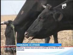 IMAGINI SOCANTE! Vaci otravite din razbunare