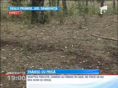 Ursul care a ucis un om si a ranit alti doi era turbat