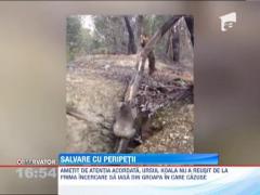 Un pui de koala ametit