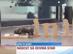 Nascut sa devina star