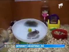 Doi hamsteri jucausi