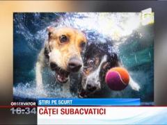 Catei subacvatici