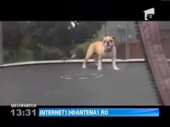 Cainele innebunit dupa trambulina elastica