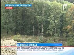 Cautarile ursului care a ucis un om, reluate