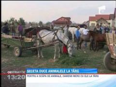 Nu-si mai permit sa creasca animalele din cauza secetei
