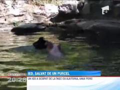 Ied salvat de la inec de un porc!