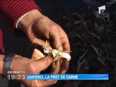 Ciupercile de sezon au devenit un lux. Ghebele se vand cu 14 lei pe kilogram