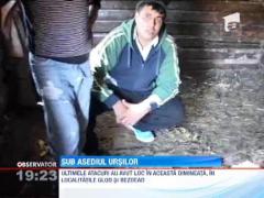 Panica in satele din nordul judetului Dambovita! Ursii au atacat din nou