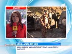 Dambovita: Un urs a omorat un vitel intr-o gospodarie din Moroieni