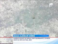 O boala misterioasa ucide albinele in SUA