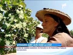 Investitorii straini scot milioane din podgoriile lasate de izbeliste de statul roman