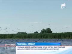 Un pelican a aterizat fix in bratele unui vanator