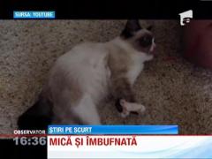 O pisica din Statele Unite a ajuns vedeta pe internet