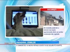 Hoteluri de lux pentru animale