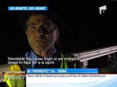 Un sofer a ucis trei oi si a ranit un cioban pe o sosea din Neamt