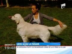 A inceput cea mai mare expozitie canina organizata in Romania